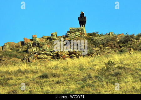 Un adulte Condor des Andes (Vultur gryphus) qui attendent l'air de se réchauffer suffisamment pour prendre le vol dans le Parc National Torres del Paine, en Patagonie chilienne. Banque D'Images