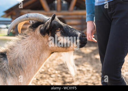 Armstrong, Colombie-Britannique / Canada - 23 octobre 2016 : Billy Goat se trouve à côté de la jeune fille dans un zoo au Log Barn, une attraction touristique populaire. Banque D'Images