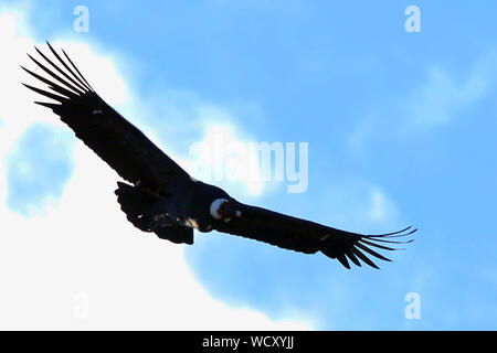 Un adulte Condor des Andes (Vultur gryphus) entourant les frais généraux dans le Parc National Torres del Paine, en Patagonie chilienne. Banque D'Images