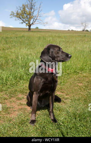 Labrador croisée whippet chien de sauvetage de mongrel (Serbie) assis dans le champ jour ensoleillé Banque D'Images