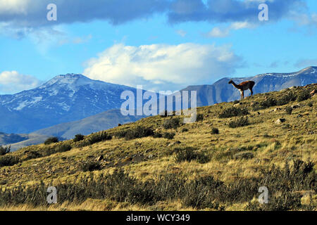 Un wild Guanaco (Lama guanicoe) à l'horizon en face de la Cordillère des Andes, dans le Parc National Torres del Paine en Patagonie chilienne. Banque D'Images