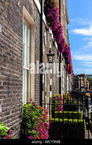 Maisons mitoyennes de style géorgien fronts, décoré de fleurs naturelles, Gower Street, Bloomsbury, Central London WC1, Angleterre, Royaume-Uni. Banque D'Images