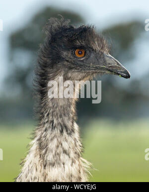 Visage de l'UEM, l'Australie Dromaius novaehollandiae, avec l'expression d'alerte, contre fond vert clair à Little Desert National Park Victoria Banque D'Images