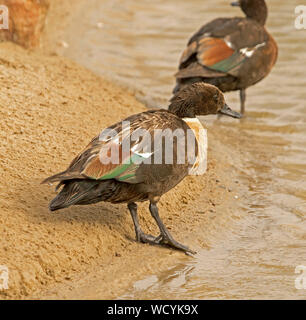 Tadorne Casarca Tadorna australien mâle, tadornoides, à côté de piscine de l'eau dans le sud de l'Australie outback Banque D'Images