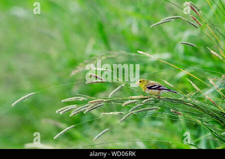 Un Chardonneret jaune est assis sur un tas d'herbes avant de manger les graines à leur sommet dans un parc à Redmond, Washington. Banque D'Images