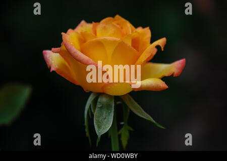 Rosa 'Médaille d' - Grandiflora rose avec mélange jaune Banque D'Images