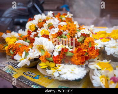 Fleurs Puja offrant pendant Holi Célébration, Mathura, Uttar Pradesh, Inde, Asie Banque D'Images