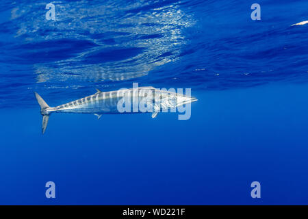 , Wahoo Acanthocybium solandri, Chichi-jima, Bonin Islands, les îles d'Ogasawara, Site du patrimoine mondial naturel, Tokyo, Japon, l'Océan Pacifique Banque D'Images