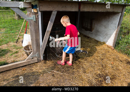 Un jeune garçon portant une chemise rouge et des crocs nourrit les dindes affamées de la ferme familiale du comté de DeKalb près de Spencerville, Indiana, États-Unis. Banque D'Images