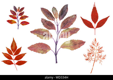 Ce graphique illustre l'automne les feuilles rouges à bords fins isolé sur fond blanc pour les travaux de conception Banque D'Images