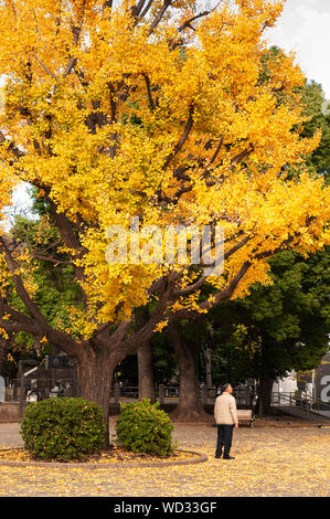 NOV 29, 2018 Tokyo, Japon - Japonais asiatique vieil homme se tenir sous Jaune automne big gingo arbre avec les feuilles tombées sur le sol. Beau parc Ueno en automne Banque D'Images