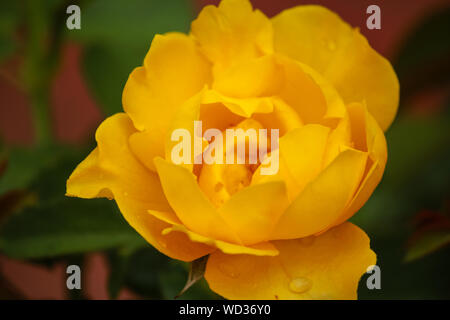 Rosa Julia Child golden floribunda rose nommé d'après le chef Julia Child Banque D'Images