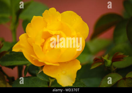 Rosa Julia Child - connu au Royaume-Uni sous le nom de la rose absolument fabuleux- golden floribunda rose nommé d'après le chef Julia Child Banque D'Images