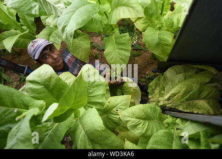 Bad Krozingen, Allemagne. Août 28, 2019. Un travailleur de la récolte des feuilles de tabac picks de la variété 'Virginia' dans un champ. La récolte du tabac a commencé à Baden du Sud. Le tabac est utilisé pour les bars à chicha. Crédit : Patrick Seeger/dpa/Alamy Live News Banque D'Images
