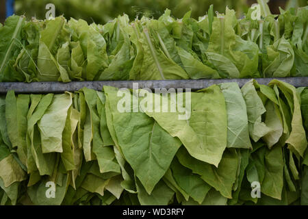 Bad Krozingen, Allemagne. Août 28, 2019. Les feuilles de tabac de Virginie accrocher sur une tige métallique. La récolte du tabac a commencé à Baden du Sud. Le tabac est utilisé pour les bars à chicha. Crédit : Patrick Seeger/dpa/Alamy Live News Banque D'Images