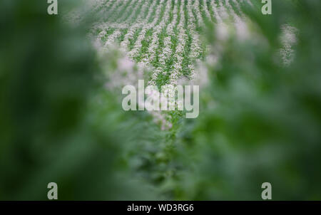 Bad Krozingen, Allemagne. Août 28, 2019. Les plants de tabac de la variété 'Virginia' debout dans un champ. La récolte du tabac a commencé à Baden du Sud. Le tabac est utilisé pour les bars à chicha. Crédit : Patrick Seeger/dpa/Alamy Live News Banque D'Images