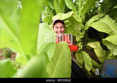 Bad Krozingen, Allemagne. Août 28, 2019. Un assistant de la récolte des feuilles de tabac picks de la variété 'Virginia' dans un champ. La récolte du tabac a commencé à Baden du Sud. Le tabac est utilisé pour les bars à chicha. Crédit : Patrick Seeger/dpa/Alamy Live News Banque D'Images
