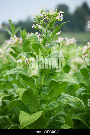 Bad Krozingen, Allemagne. Août 28, 2019. La floraison d'une plante de tabac de la variété 'Virginia' se trouve dans un champ. La récolte du tabac a commencé à Baden du Sud. Le tabac est utilisé pour les bars à chicha. Crédit : Patrick Seeger/dpa/Alamy Live News Banque D'Images