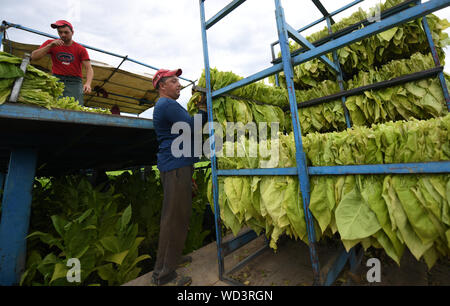 Bad Krozingen, Allemagne. Août 28, 2019. Aides de transporter la récolte de feuilles de tabac de la variété 'Virginia' sur un tracteur. La récolte du tabac a commencé à Baden du Sud. Le tabac est utilisé pour les bars à chicha. Crédit : Patrick Seeger/dpa/Alamy Live News Banque D'Images