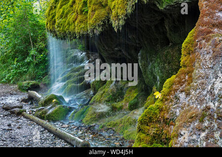 Couverts de mousse gorge Wutachschlucht cascade, Forêt-Noire, Bade-Wurtemberg, Allemagne, Banque D'Images