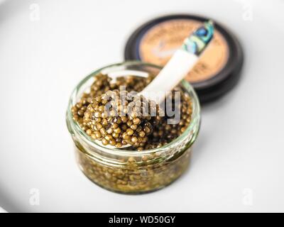 Gros plan d'un caviar doré Osetra sur une cuillère de dégustation sur un pot en verre avec un arrière-plan flou Banque D'Images