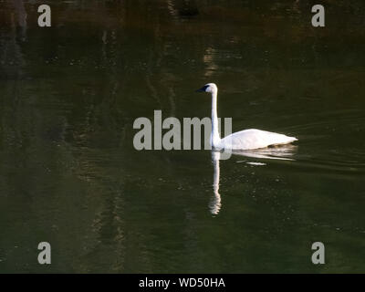 Plan d'ensemble d'un cygne trompette dans le Yellowstone Banque D'Images