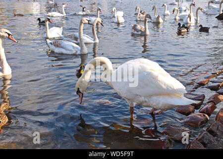 Groupe de cygnes sur la rive de la rivière Vltava à Prague Banque D'Images