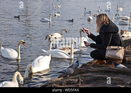 Jeune femme se nourrir les cygnes sur la rive de la rivière Vltava à Prague Banque D'Images