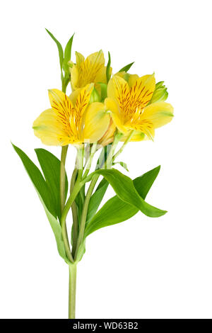 L'alstroemeria jaune isolé sur fond blanc fleurs de près, trois fleurs de lys sur une branche avec des feuilles vertes, jaunes ou péruvien Incas lily Banque D'Images