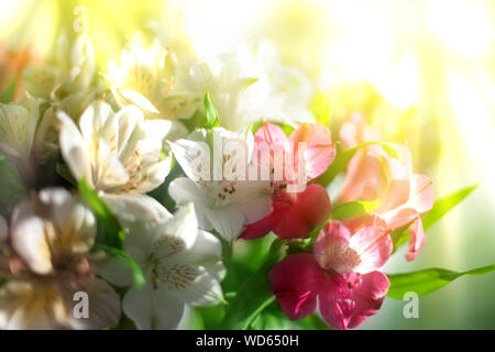 Lily rose et blanc des fleurs sur fond flou rayons soleil close up, soft focus arrangement floral dans des matin soleil doré, belle lumière Banque D'Images
