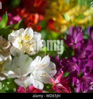 Lys Blanc fleurs multicolores sur fond flou de près, soft focus arrangement floral, belle maison de vacances image floral artistique, copy space Banque D'Images