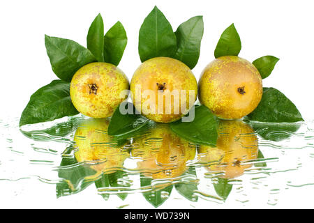 Trois poires avec beaucoup de feuilles vertes sur fond blanc avec des gouttes d'eau et isolé de réflexion close up Banque D'Images