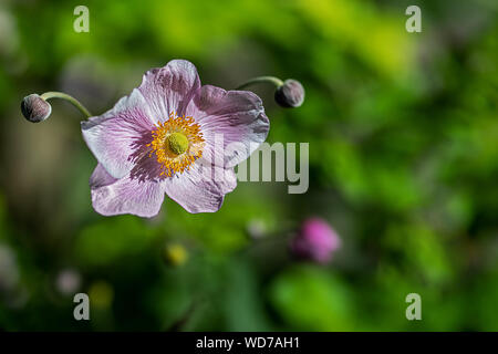 D'une fleur isolée windflower contre floue fond vert Banque D'Images