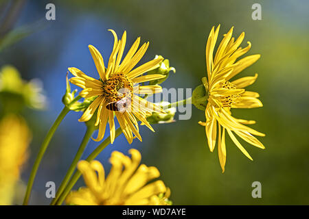 Fleurs d'une plante de Silphium perfoliatum tasse Banque D'Images