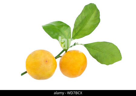 Des mandarines mandarine ou orange avec des feuilles vertes sur fond blanc isolated close up Banque D'Images