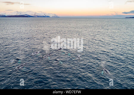 Vue aérienne de baleines à bosse, Megaptera novaeangliae, Kvaloyvagen, la Norvège, l'Océan Atlantique Banque D'Images