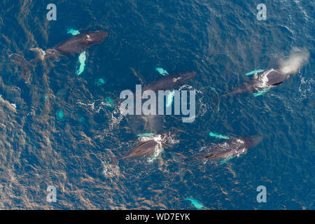 Vue aérienne de baleines à bosse, Megaptera novaeangliae, Kvaloyvagen, la Norvège, l'Océan Atlantique Banque D'Images