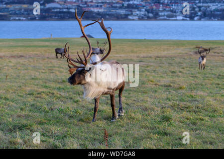 Renne, Rangifer tarandus, Tromso, Norvège Banque D'Images