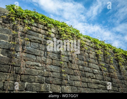 Vigne vigne sur un vieux mur de pierre avec un ciel bleu. Banque D'Images