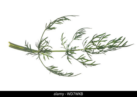 Wiesen-Kümmel Wiesenkümmel, kümmel,, la société Kümmel, Carum carvi, cumin, fenouil, Meridian, Cumin cumin persan, le carvi, le cumin des prés. Blatt, B Banque D'Images