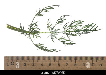 Wiesen-Kümmel Wiesenkümmel, kümmel,, la société Kümmel, Carum carvi, cumin, fenouil, Meridian, Cumin cumin persan, le carvi, le cumin des prés. Blatt, B Banque D'Images