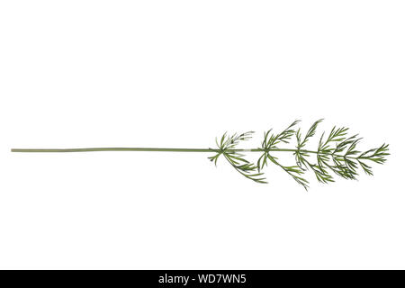 Wiesen-Kümmel Wiesenkümmel, kümmel,, la société Kümmel, Carum carvi, cumin, fenouil, Meridian, Cumin cumin persan, le carvi, le cumin des prés. Blatt, B Banque D'Images