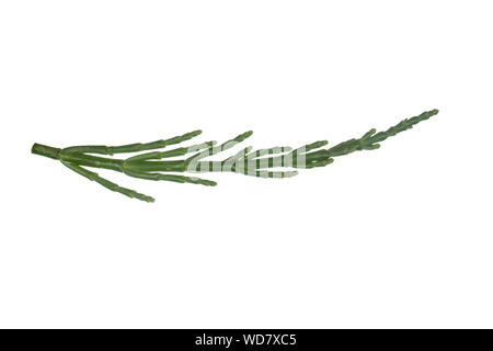 Queller, Europäischer Queller, Salicornes, Glasschmalz, Salicornia europaea, Salicornia europaea agg., salicorne la salicorne La Salicorne, commune d'Eur Banque D'Images