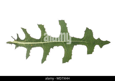 Kompass-Lattich Stachel-Lattich Zaun-Lattich,,, Kompasslattich Stachellattich Zaunlattich, Lactuca serriola,,, la laitue scariole, du chardon, boussole Banque D'Images