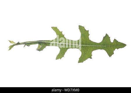 Kompass-Lattich Stachel-Lattich Zaun-Lattich,,, Kompasslattich Stachellattich Zaunlattich, Lactuca serriola,,, la laitue scariole, du chardon, boussole Banque D'Images