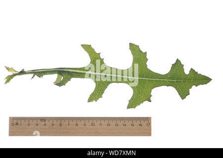 Kompass-Lattich Stachel-Lattich Zaun-Lattich,,, Kompasslattich Stachellattich Zaunlattich, Lactuca serriola,,, la laitue scariole, du chardon, boussole Banque D'Images