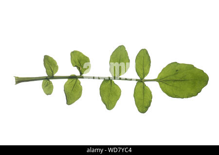 Brunnenkresse Brunnenkresse, Wasserkresse, Echte, Nasturtium officinale, cresson, Cresson, Commun yellowcress, le cresson de fontaine, le Cresso Banque D'Images