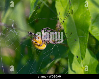 Orb Weaver spider commun Metellina segmentata Jardin Norfolk Banque D'Images