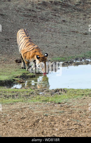 Femme Tigre du Bengale (Panthera tigris tigris) boire de l'eau dans un étang, Tadoba Andhari Tiger Reserve, l'État du Maharashtra, Inde Banque D'Images