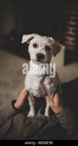 Gros plan d'un adorable petit chien blanc j'aime les mains du propriétaire Banque D'Images